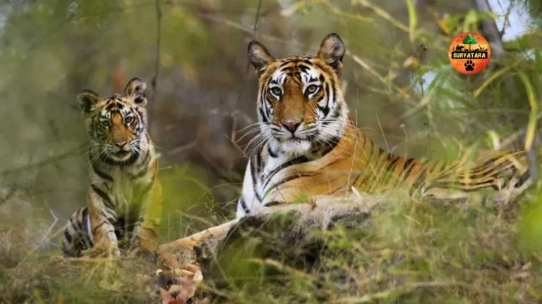 Ratapani Wildlife Sanctuary and Tiger Reserve