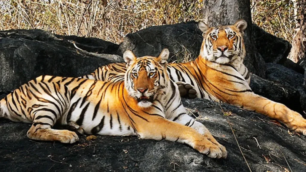 Ratapani Wildlife Sanctuary and Tiger Reserve