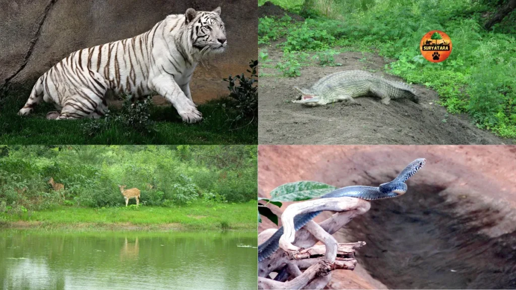Vanvihar National Park