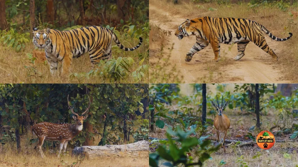 Sanjay National Park