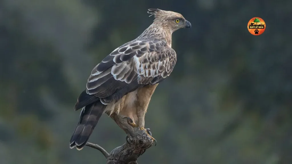 Sanjay National Park