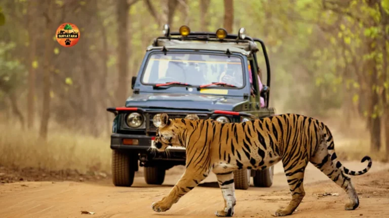 Aravalli Jungle Safari