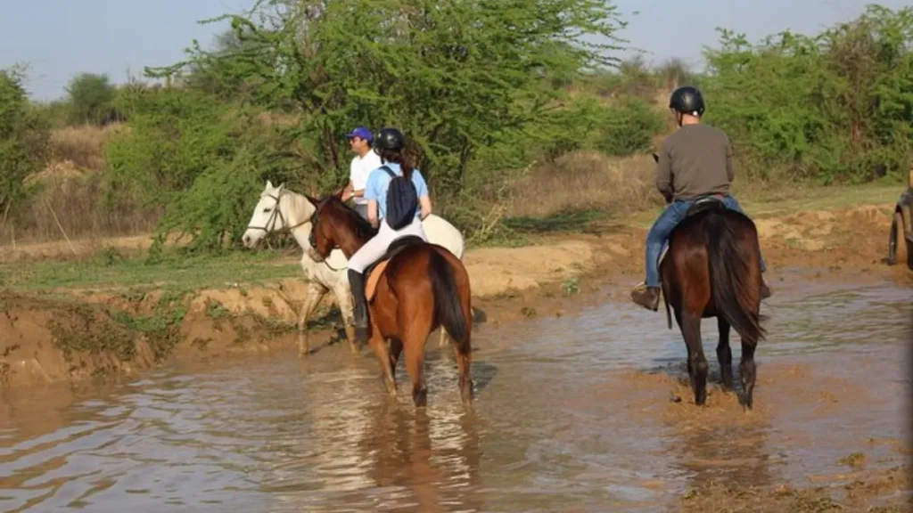 Aravalli Jungle Safari