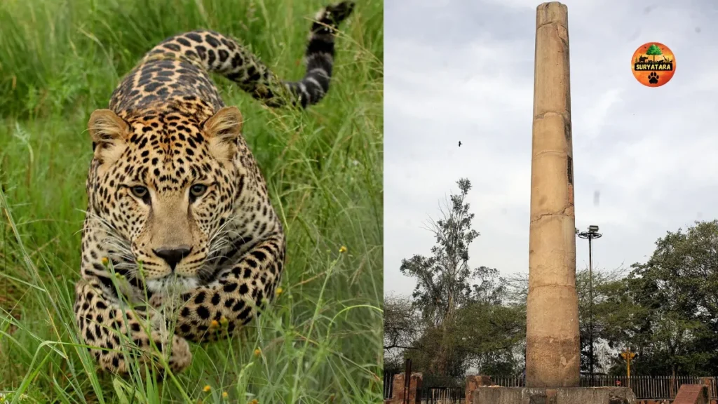 Aravalli Jungle Safari