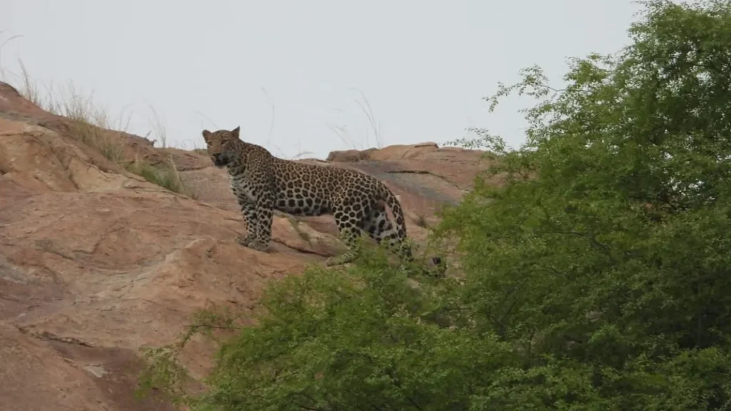 Ranakpur Jungle Safari