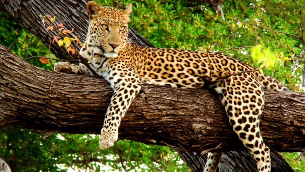 Sajjangarh wildlife sanctuary