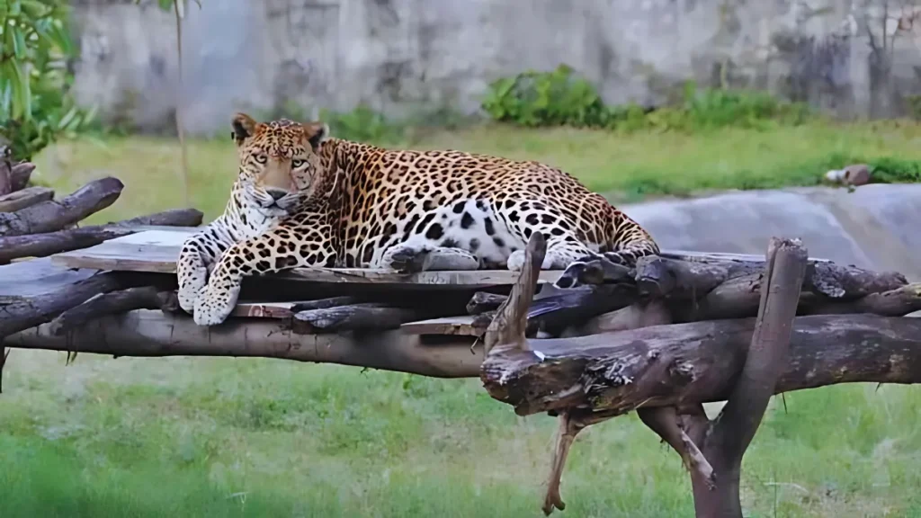 Indore Zoo