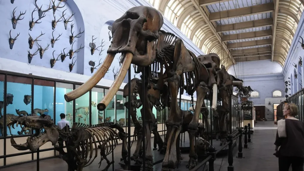 Indian Museum