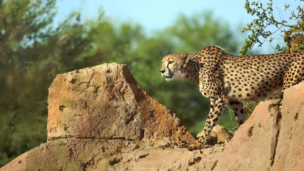 Al Ain Zoo