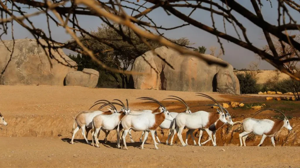 Al Ain Zoo