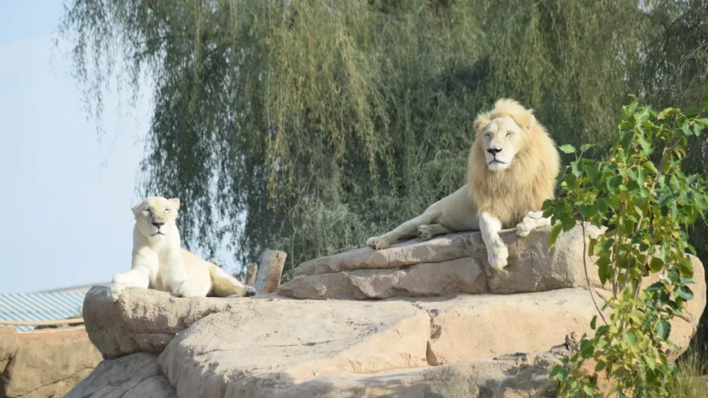Al Ain Zoo Timings and Tickets