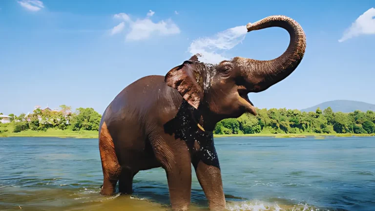 Kottur Elephant Rehabilitation Centre Timings