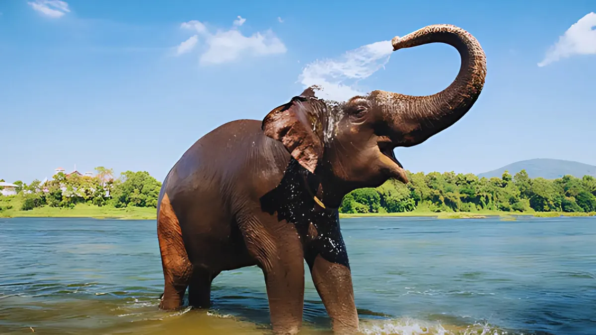 Kottur Elephant Rehabilitation Centre Timings