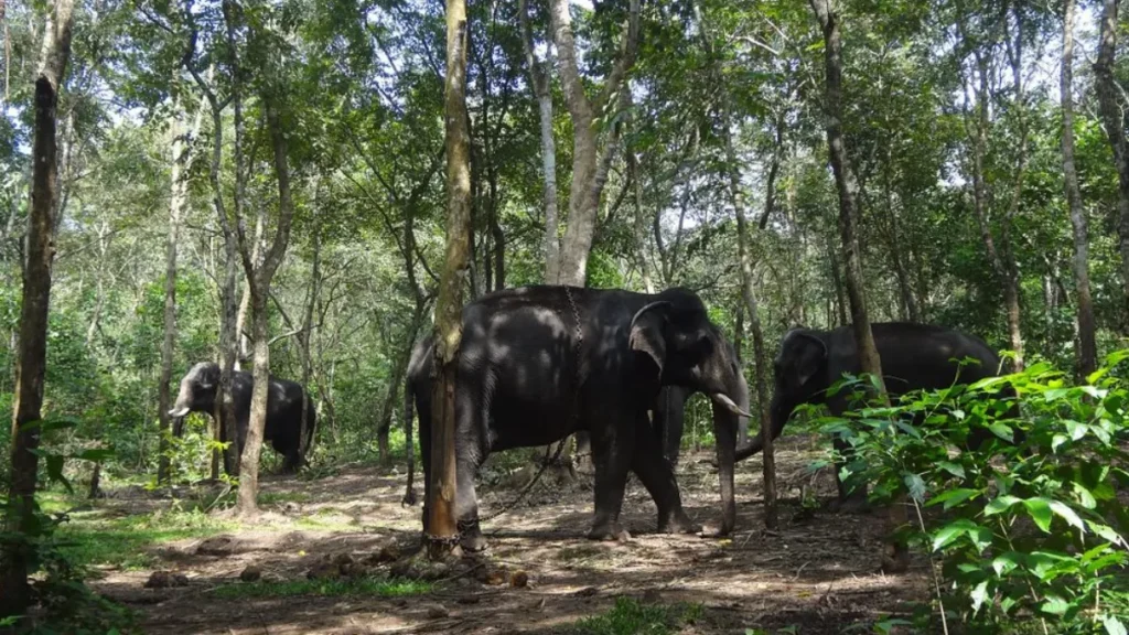 Kottur Elephant Rehabilitation Centre Timings