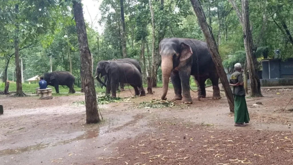 Kottur Elephant Rehabilitation Centre Timings