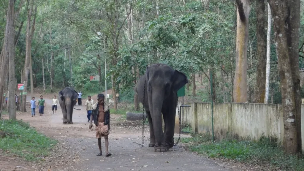 Kottur Elephant Rehabilitation Centre Timings
