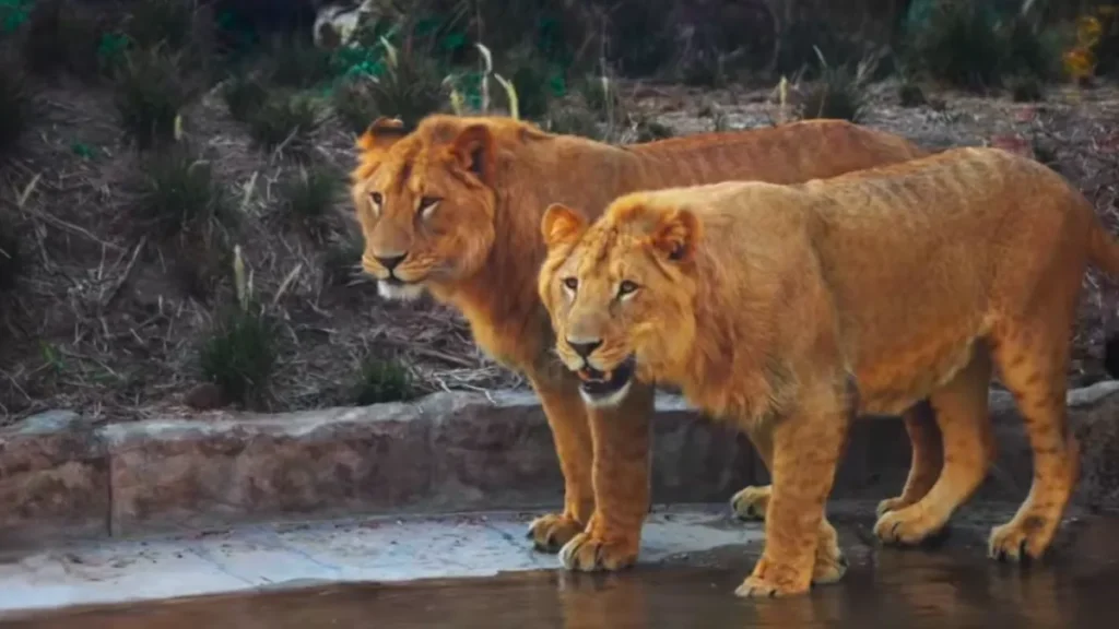 Vantara Wildlife Sanctuary