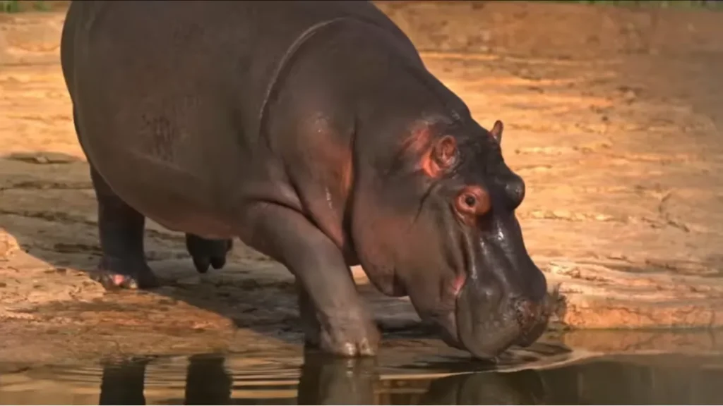 Vantara Wildlife Sanctuary