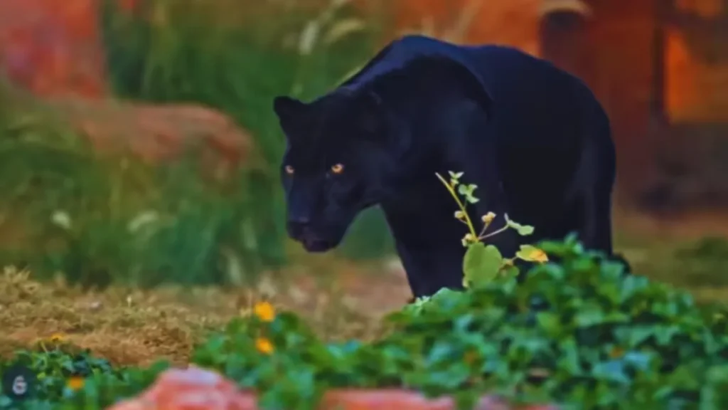 Vantara Wildlife Sanctuary