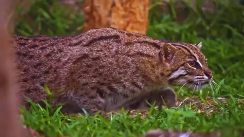 Vantara Wildlife Sanctuary