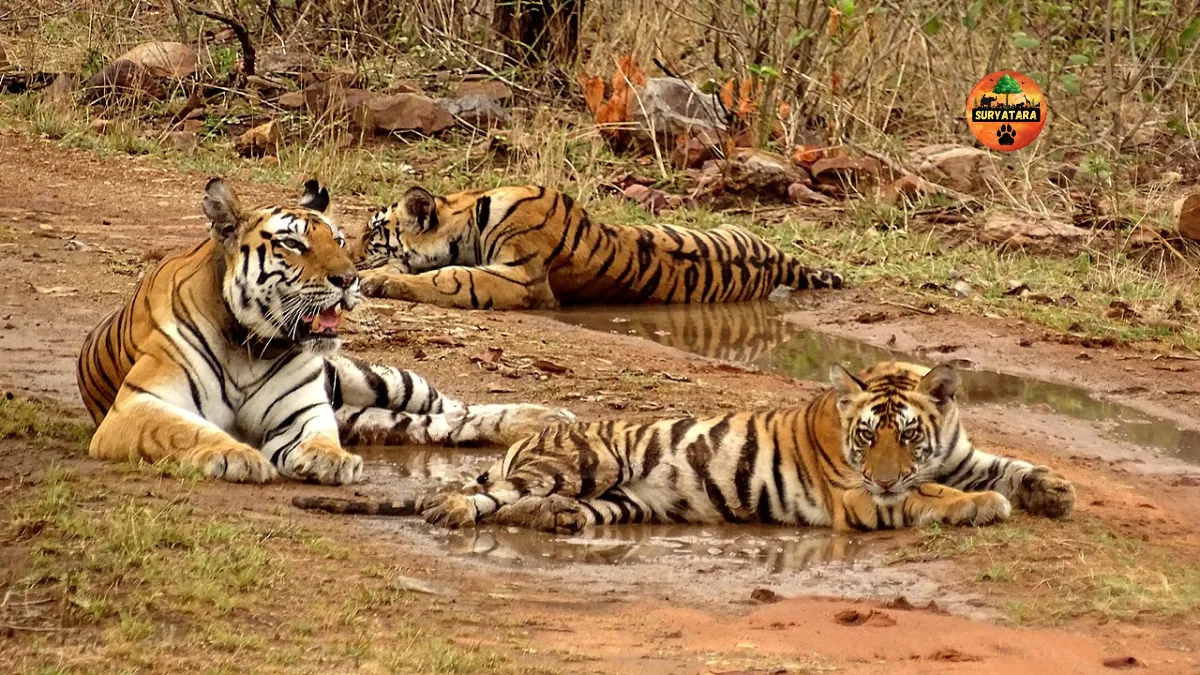 Panna National Park