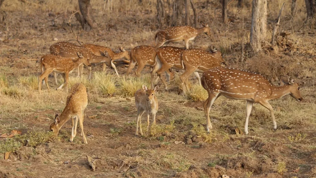 Panna National Park