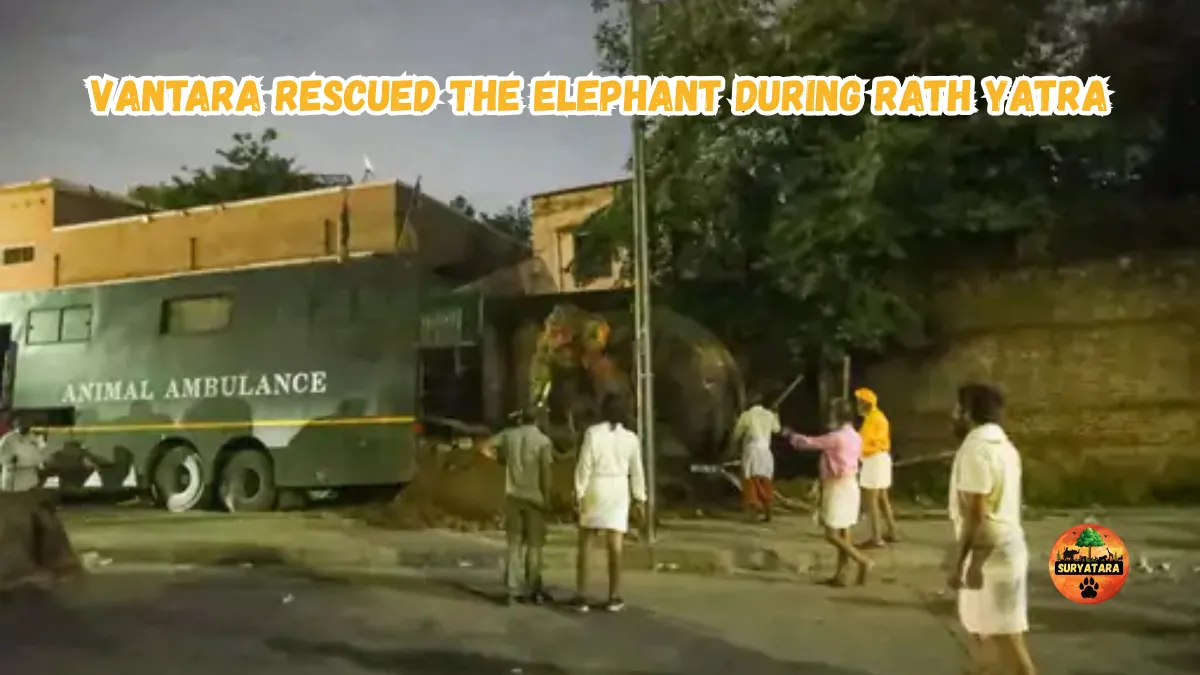 Vantara rescued the elephant during Rath Yatra