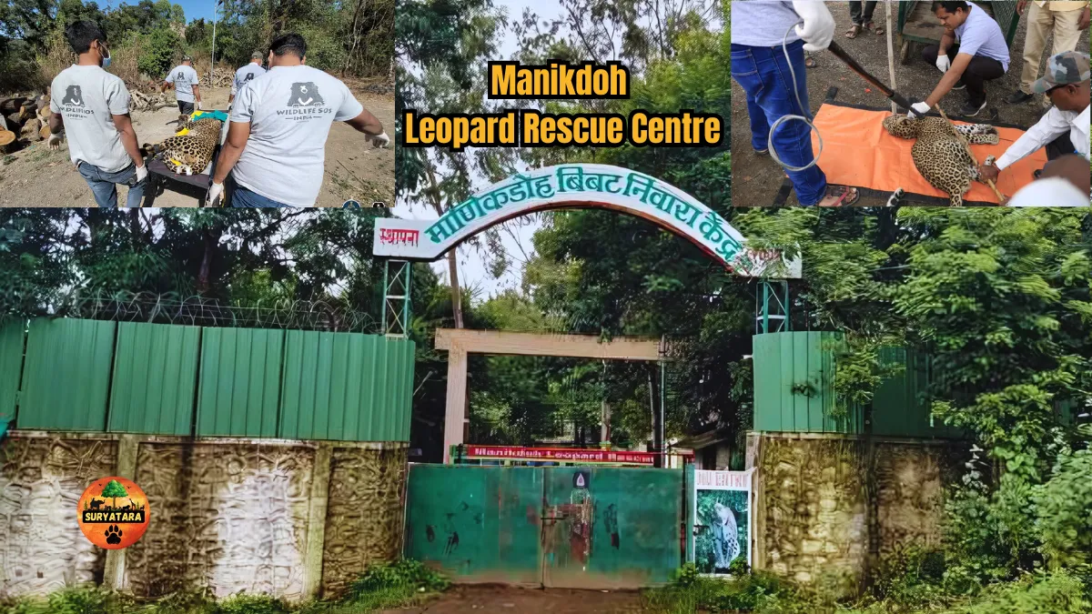 Manikdoh Leopard Rescue Centre