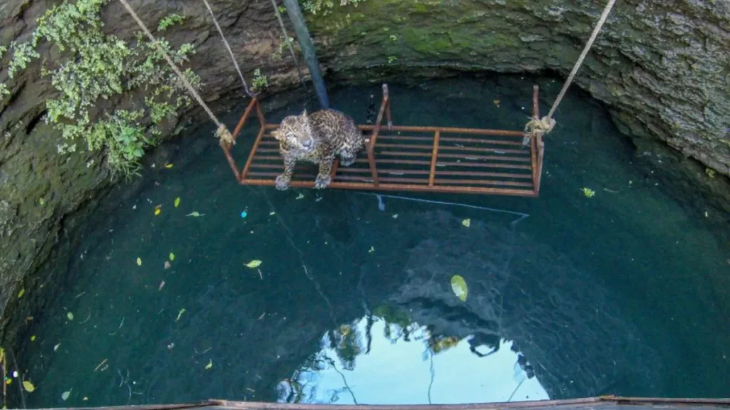 Manikdoh Leopard Rescue Centre