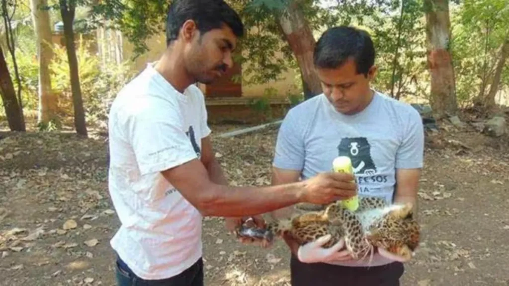 Manikdoh Leopard Rescue Centre