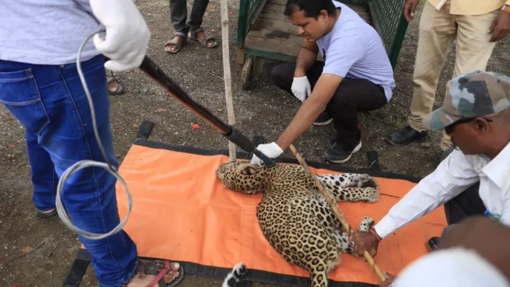 Manikdoh Leopard Rescue Centre