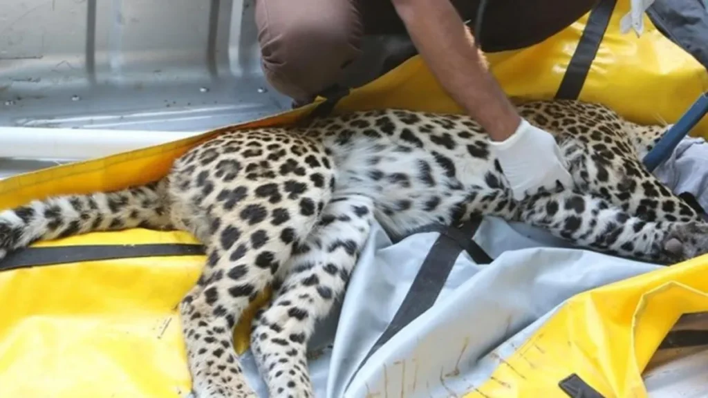 Manikdoh Leopard Rescue Centre
