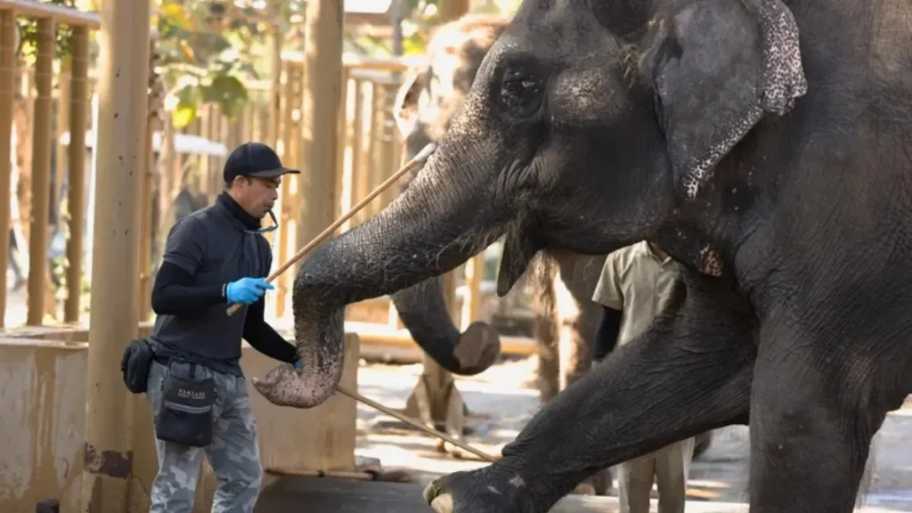 Is Vantara Zoo Open to the Public