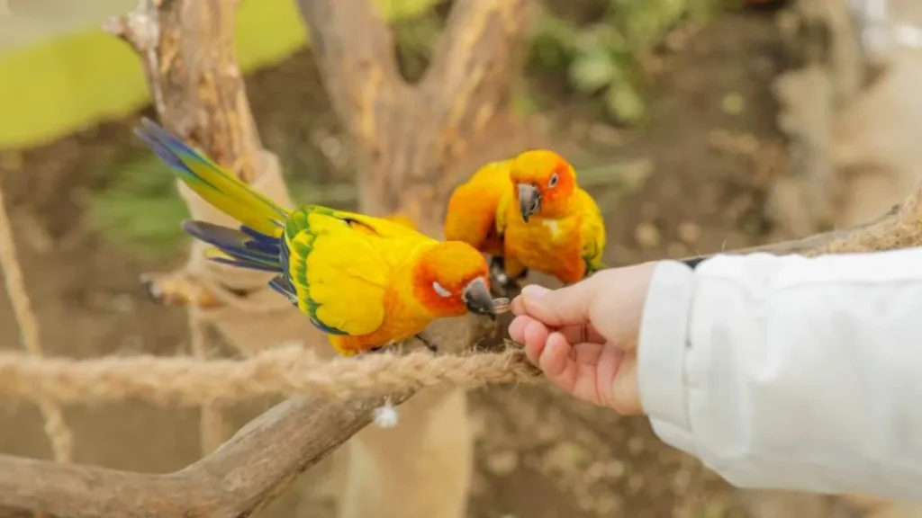 Trichy Birds Park Reviews
