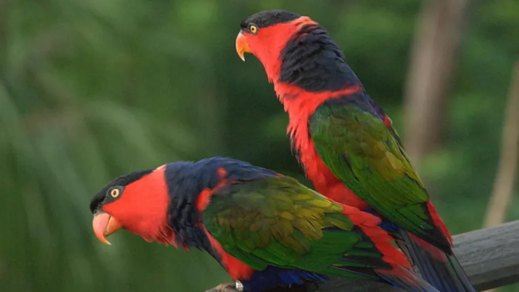 Trichy Birds Park Reviews