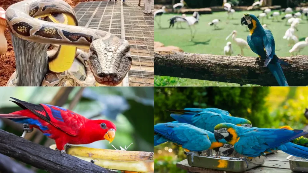 Trichy Birds Park Reviews