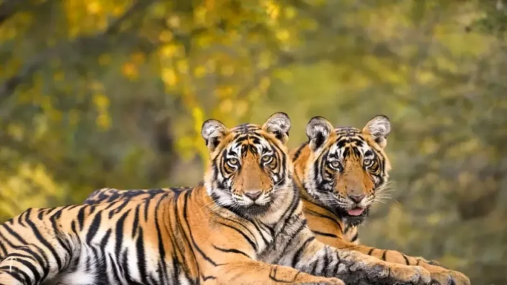 Veerangana Durgavati Tiger Reserve