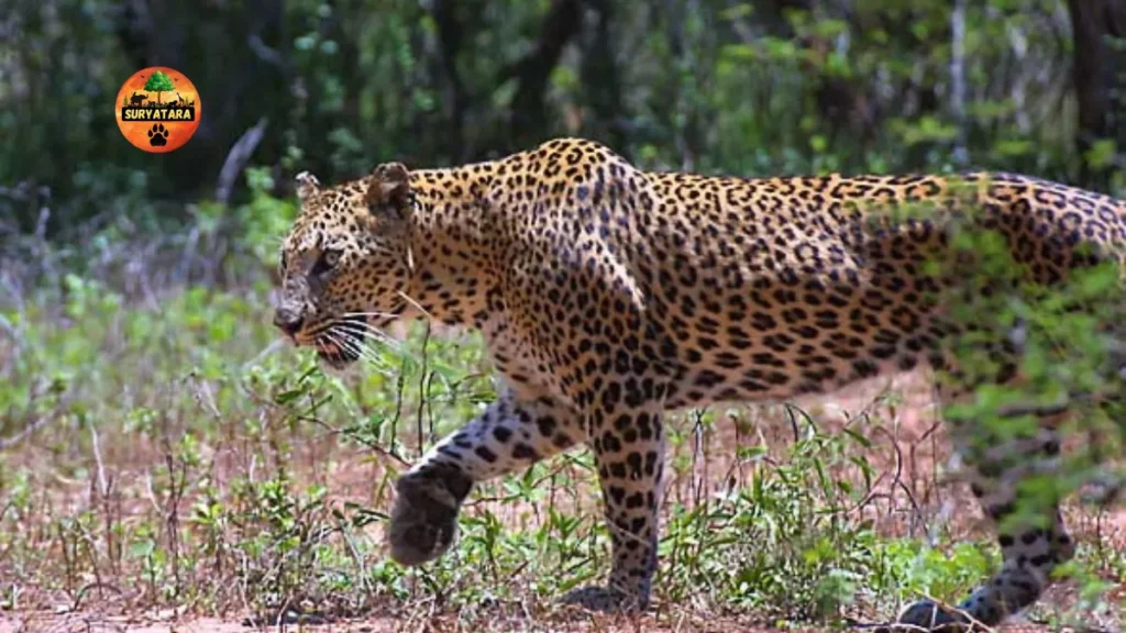 Jaisamand Wildlife Sanctuary