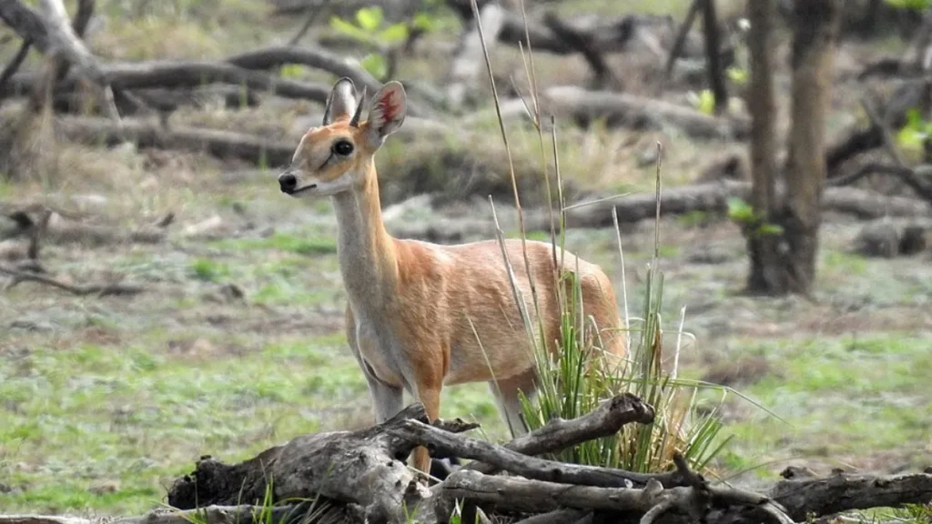 Veerangana Durgavati Tiger Reserve