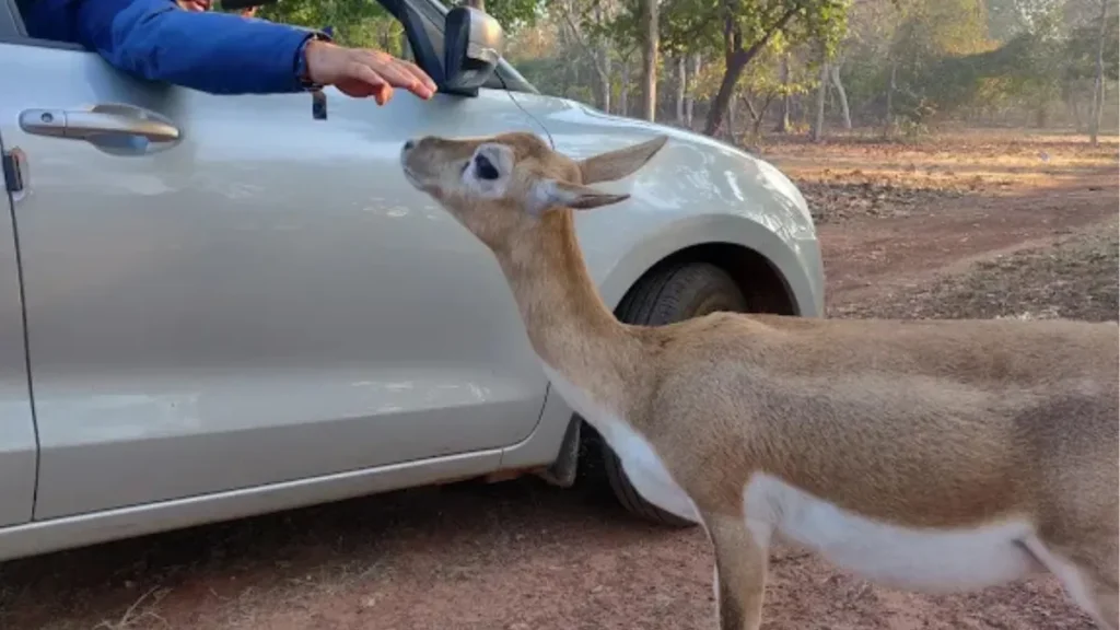 Nauradehi Wildlife Sanctuary