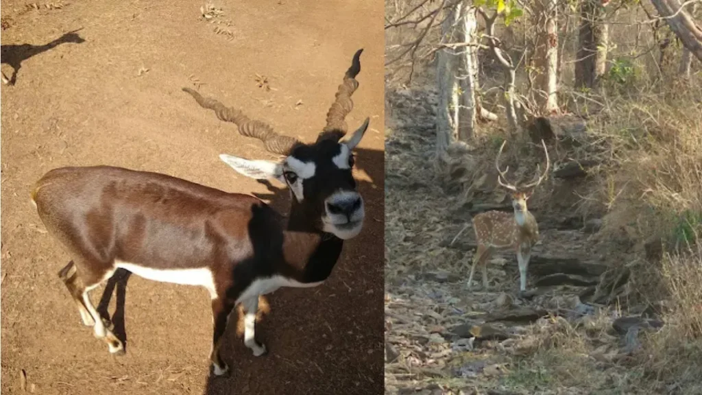 Nauradehi Wildlife Sanctuary