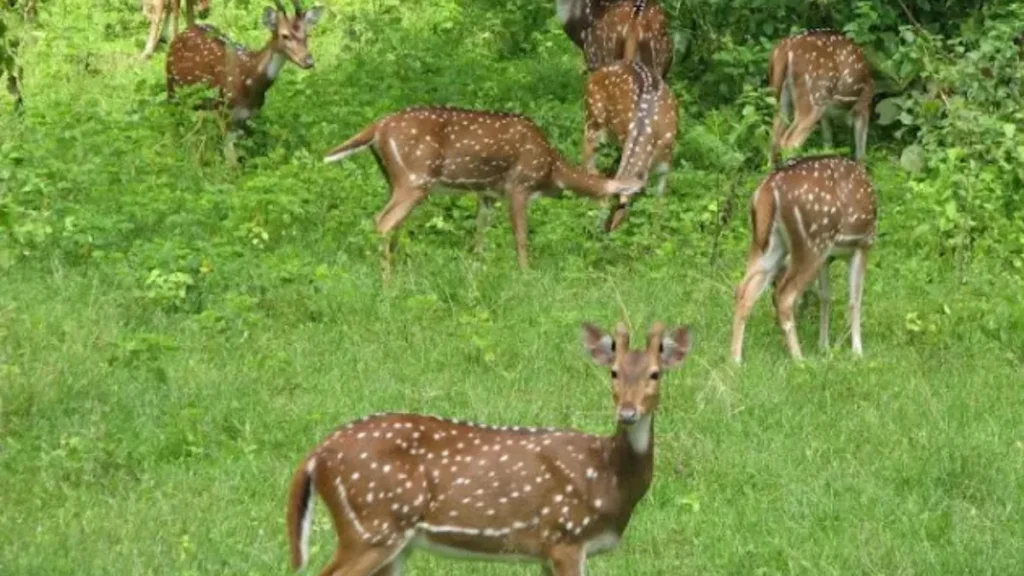 Nauradehi Wildlife Sanctuary