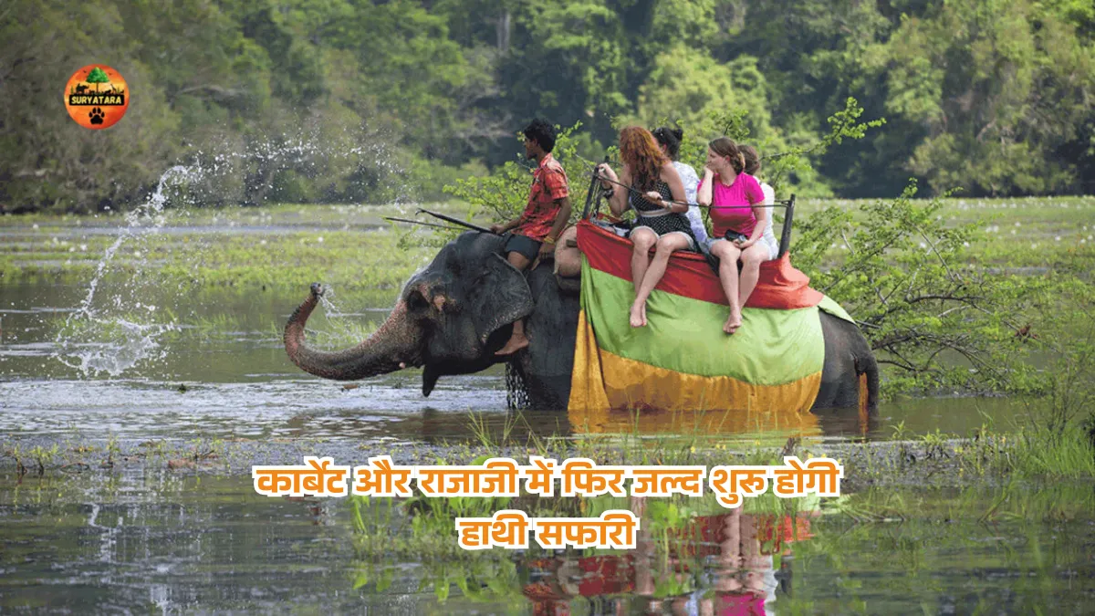 Elephant Safari