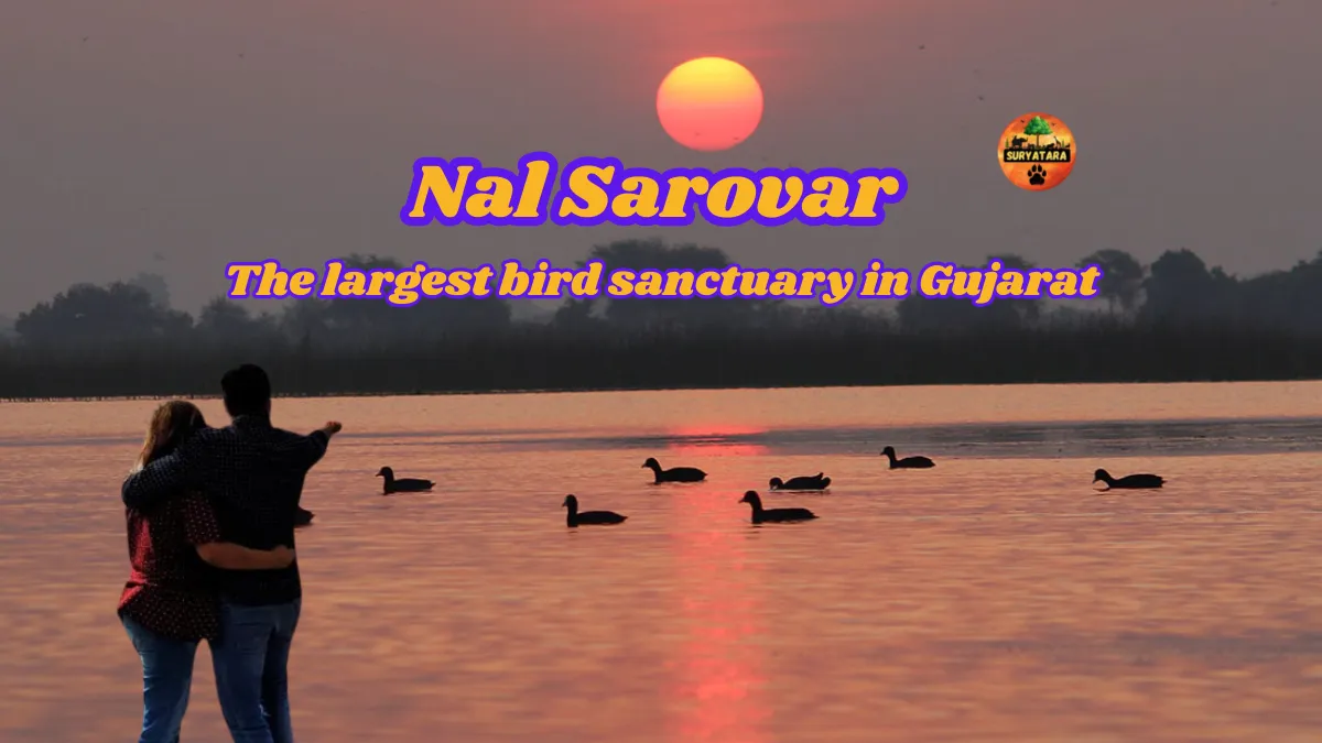 Nal Sarovar Bird Sanctuary
