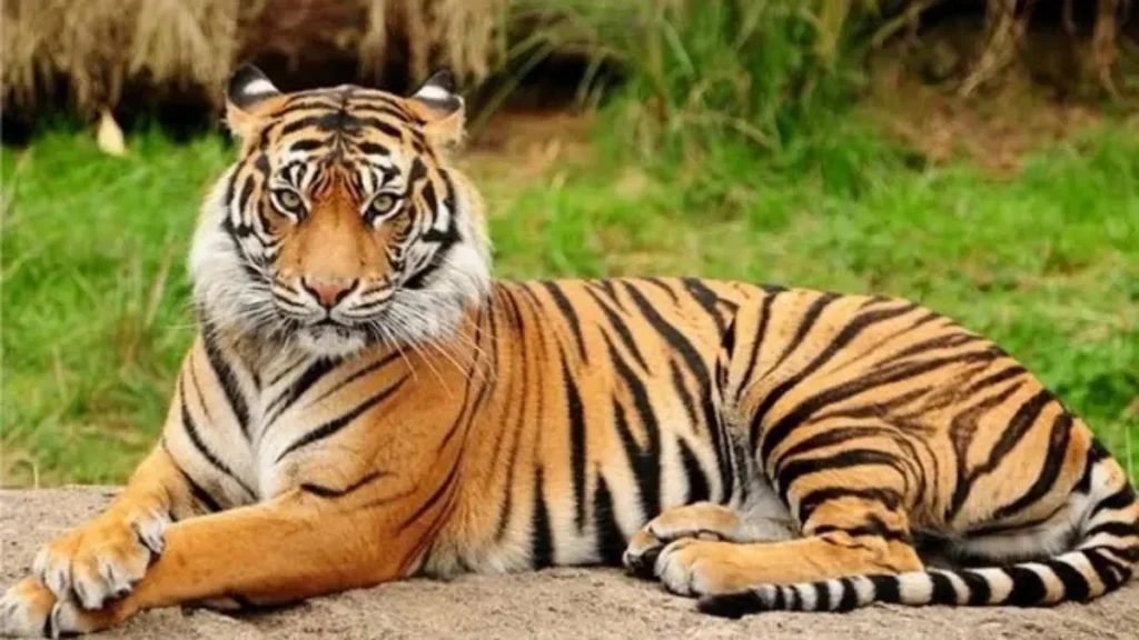 Nauradehi Wildlife Sanctuary