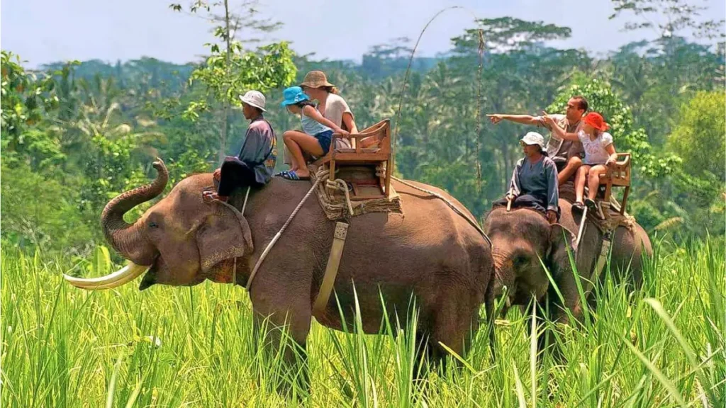 Elephant Safari