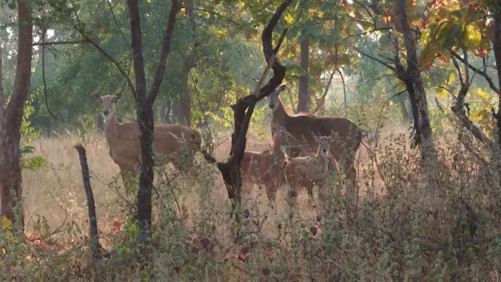 Nauradehi Wildlife Sanctuary
