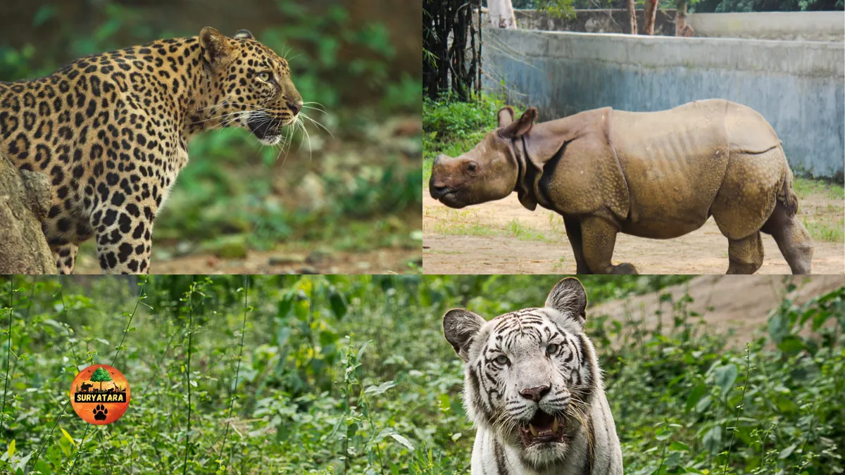 Arignar Anna Zoo Chennai's Wildlife Sanctuary