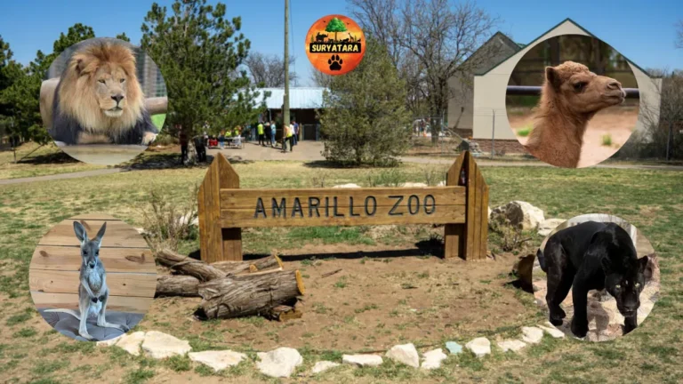 Amarillo Zoo Texas