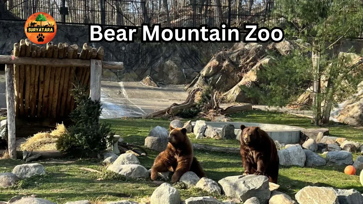 Bear Mountain Zoo